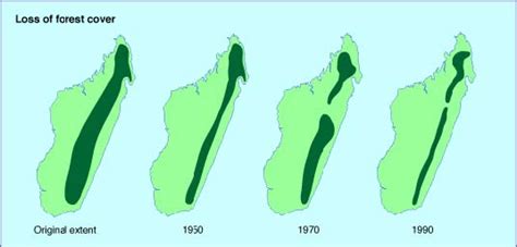 Deforestation In Madagascar A Threat To Its Biodiversity