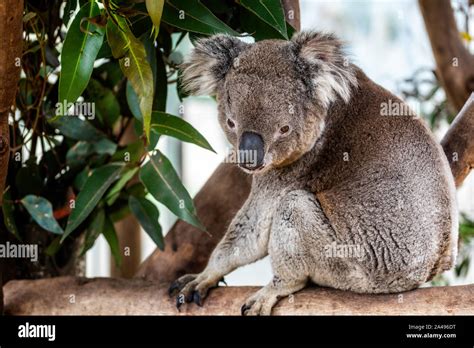 Cuddly Koala Bear Sat In Branches Of A Tree Stock Photo Alamy