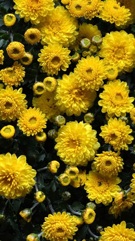 Paling Populer 17 Wallpaper Flower Yellow Gambar Bunga Indah