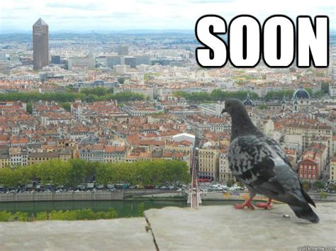 Soon Pigeon Memes Quickmeme