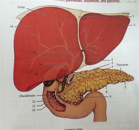 Relations Of The Liver Gallbladder Duodenum And Pancreas Flashcards