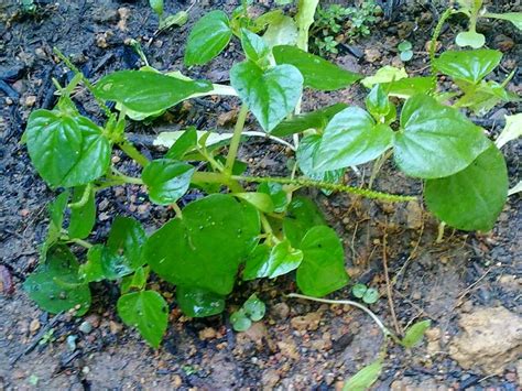 Anda tentu saja tidak boleh sembarangan memilih obat sakit perut. Pokok Ketumpang Air atau Sireh Cina, Penawar sakit sendi ...
