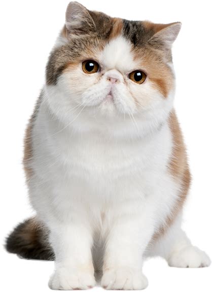 Download Gato Gordito Guide To Owning An Exotic Shorthair Cat Book