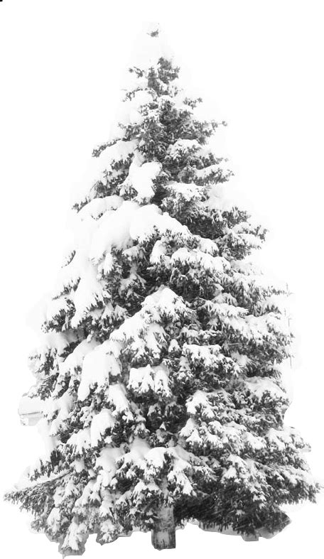 Download Hd Transparent Snow Tree Png Winter Snow Tree Png
