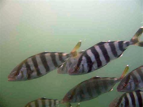 Fish Index Banded Rudderfish Seriola Zonata