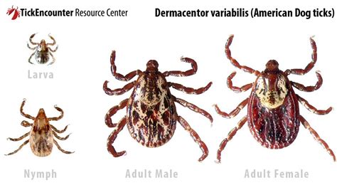 Identifying Ticks Diagnostic Insights Kansas State Veterinary