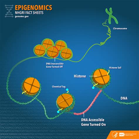 Epigenomics Fact Sheet Nhgri