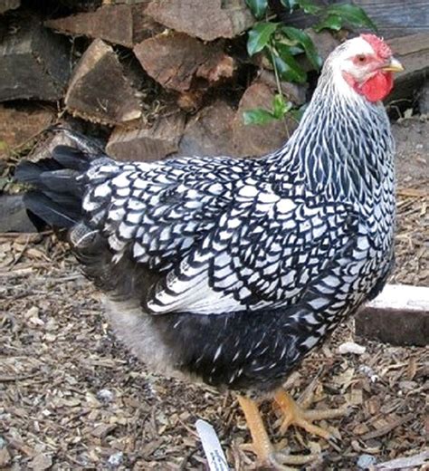 Silver Laced Wyandottes For Sale In Uk 22 Used Silver Laced Wyandottes