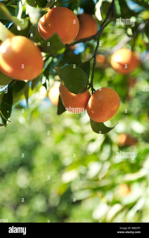 Oranges Ripening On Branch Stock Photo Alamy