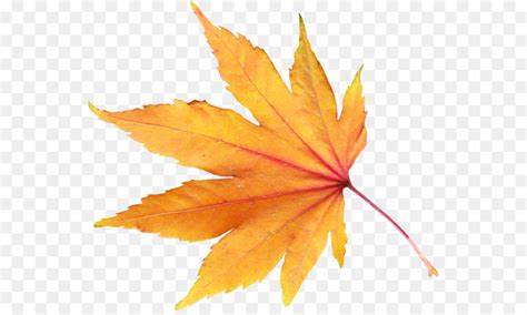 Autumn Leaf Color Clip Art Transparent Fall Leaves Border Png Png