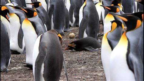 The penguins feed mainly on the humboldt penguin (spheniscus humboldti) is a species of penguin living in south america. Macaroni Penguin in a King Penguin Colony - YouTube