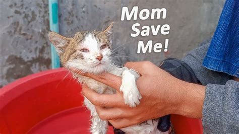 a scared kitten crying for mother cat while getting a bath dying kitten rescued by kind humans
