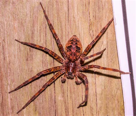 Dark Fishing Spider Dolomedes Tenebrosus Bugguidenet