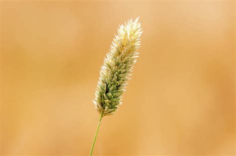 Wheat Fields In Hala Photograph By Momair Fine Art America