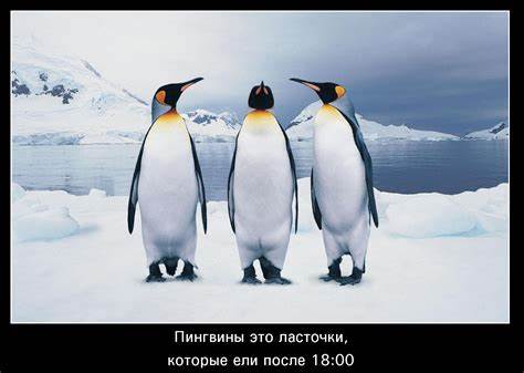 Демотиваторы про диету Демотиваторы про диету - свежие приколы и смешные картинки про диету Демотиваторы про диету - свежие приколы и смешные картинки про диету Демотиваторы про диету