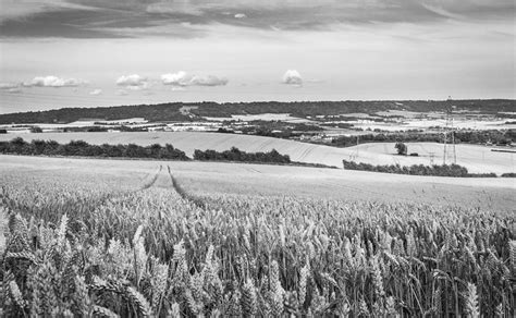 Wheat Fields Photograph By Gary Gillette Fine Art America