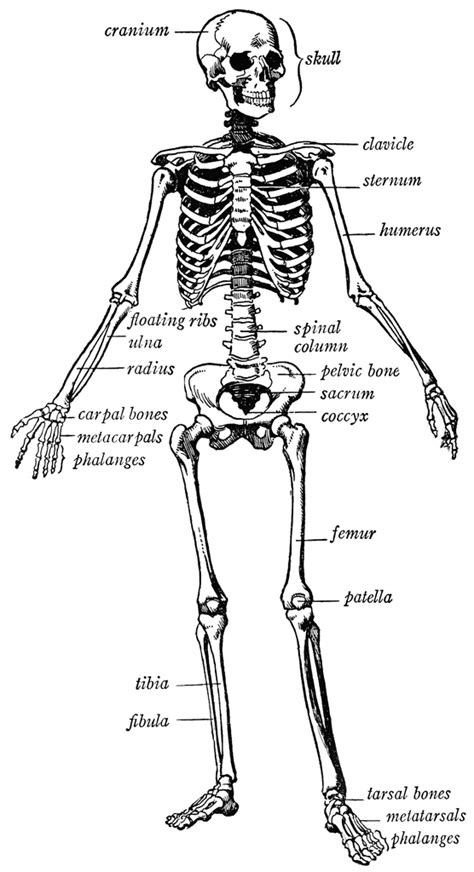 Therefore, by adulthood the human skeleton only consists. Human skeleton | ClipArt ETC