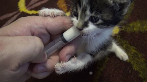 Syringes are commonly used to inject cats and dogs with insulin. Cute cat, kittens feeding, drinking milk from syringe ...