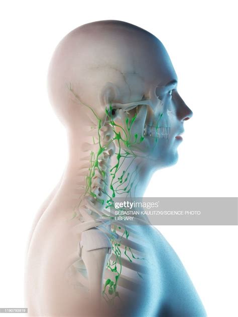 Lymph Nodes Of The Neck Illustration High Res Vector Graphic Getty Images