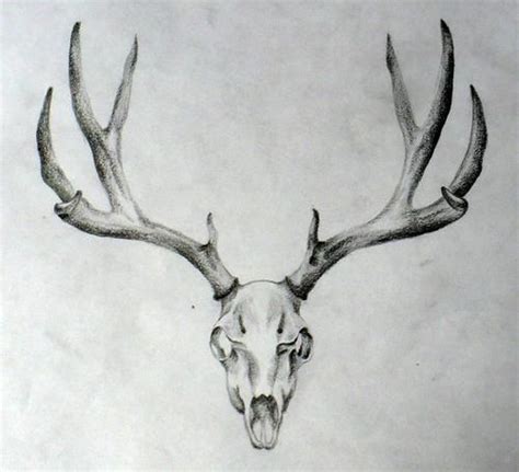 10 Deer Skull Tattoo Designs On Chest Petpress Deer Skull Tattoos