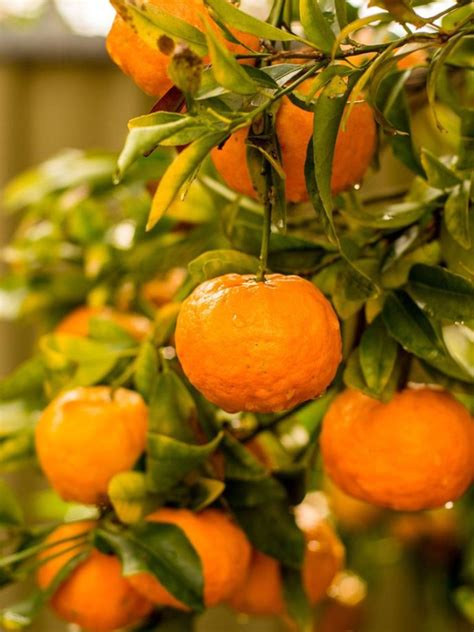 Mandarin Orange Info Tips For Growing Mandarin Oranges