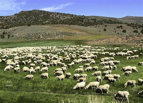 A Flock Of Sheep Photograph By Philip Tolok