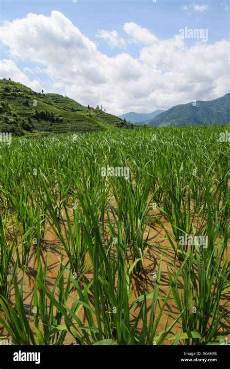 Rice Plant Close Up In Rice Field Stock Photo Alamy