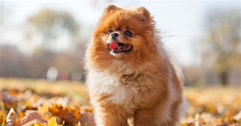 8 Most Popular Small Puppy Breeds Puppy Buddy Photos