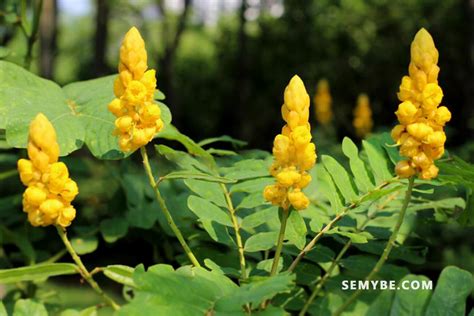 Cassia Alata Drinks And Foods Culture