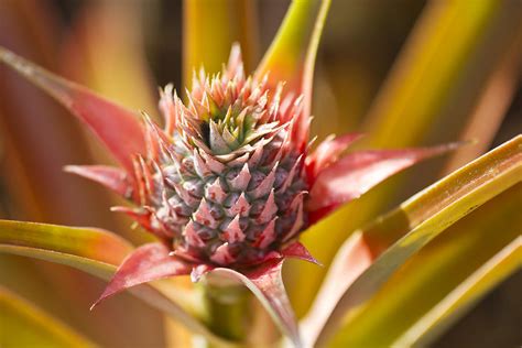Blooming Pineapple Ii Photograph By Ron Dahlquist Fine Art America