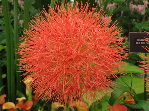 The blooms may be single, double, ruffled or fringed, and the tulip plant ranges in height from 3 inches to 28 inches, depending on the variety. Scadoxus multiflorus; an extraordinary, bright red, allium ...