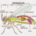 Sistem Pernapasan Pada Serangga Biologi And Scinece