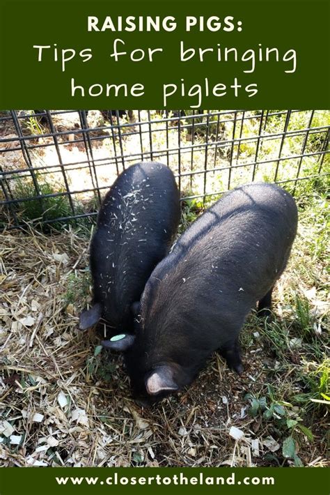 Raising Pigs Tips For Bringing Home Piglets In 2020 Raising Pigs