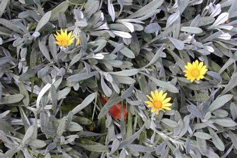 Gazania rigens — id 36715 symbol key gari2 common name treasure flower family asteraceae category dicot division magnoliophyta us nativity cultivated, or not in the. Gazania rigens