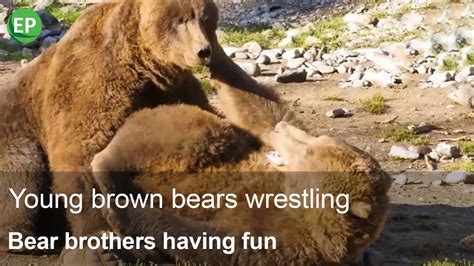 Young Brown Bears Wrestling Bear Brothers Having Fun Youtube