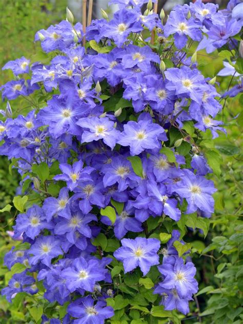 Different types of clematis flowers. Different Types of Clematis | HGTV