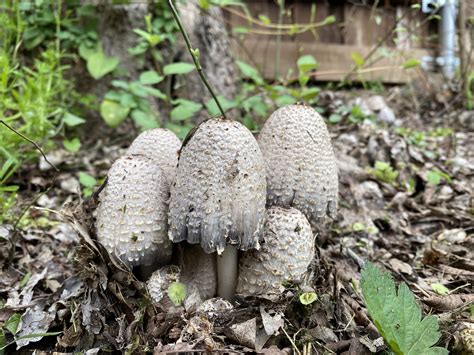 The Morel Mushroom A Texas Spring Delicacy Wsmbmp