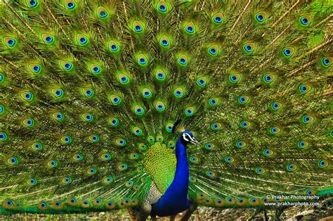 Peacock Feathers By Dilip Vaghamshi Via 500px Peacock