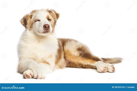 Australian Shepherd Puppy 35 Months Old Lying Royalty Free Stock