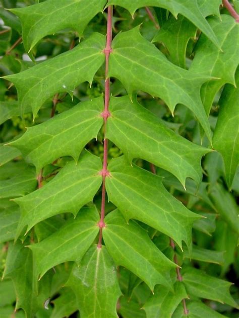 Our brief was to find a name. PlantFiles Pictures: Chinese Holly Grape (Mahonia ...