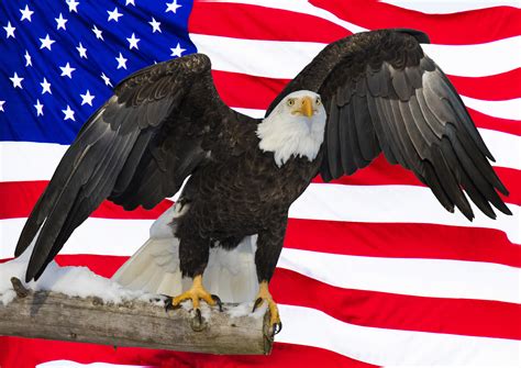 American Bald Eagle And Flag Digital Composite Liberty Vs Politics