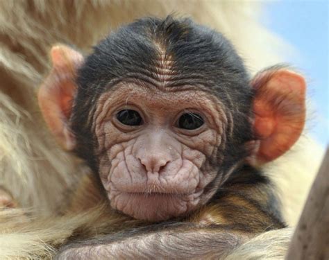 El Mono De Gibraltar Una Especie En Peligro Por Su Venta A Través De
