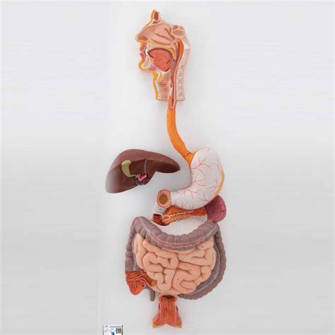 B Scientific Human Digestive System Model Part Halomedicals Systems Limited