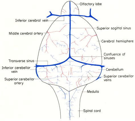 Die sinusvenenthrombose stellt eine seltene aber gefährliche erkrankung dar. The Anatomy of the Laboratory Mouse