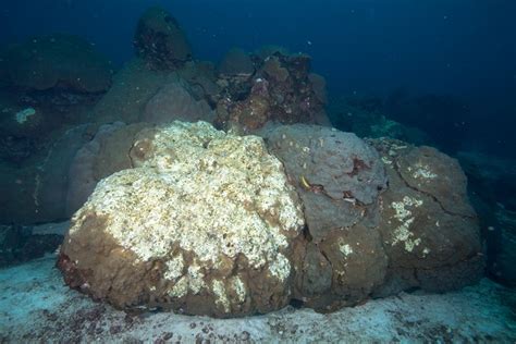 Noaa Massive Gulf Of Mexico Coral Reef Die Off