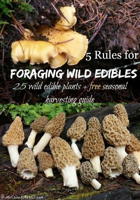 5 Rules For Foraging Wild Edibles 25 Wild Edible Plants Melissa K Norris