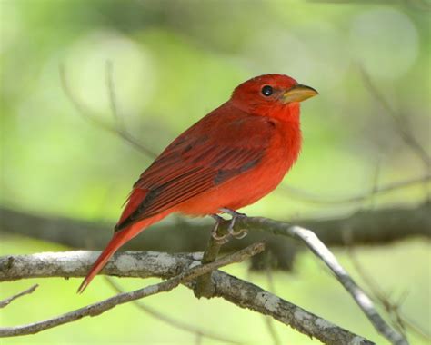 Summer Tanager Red Breasted Bird Little Birds Birds Butterflies