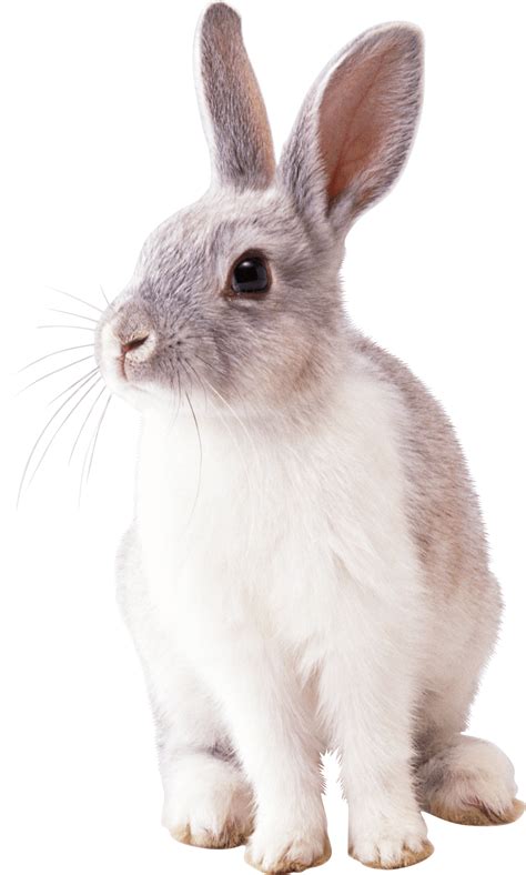 White Rabbit Png Image Rabbit Pictures Animals Mammals