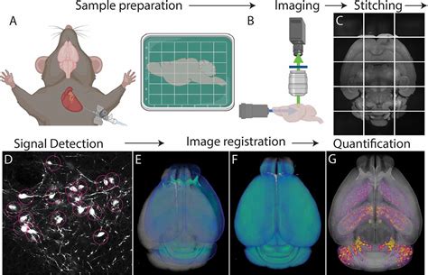 A High Resolution 3d Map Of The Whole Mouse Brain Axi