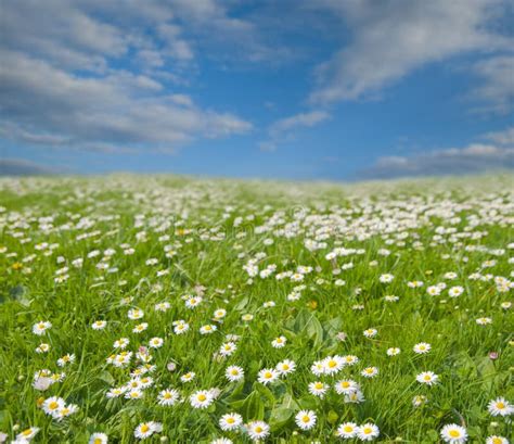Flowers In Countryside Meadow Stock Image Image Of Outside Nature